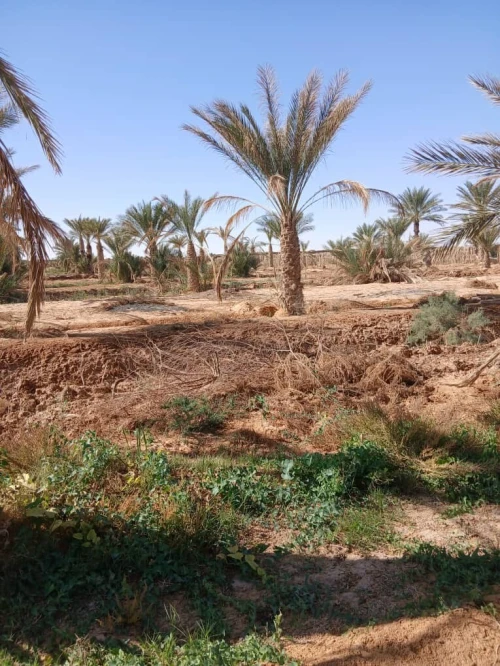 Vente Terrain Agricole Touggourt Blidet Amor