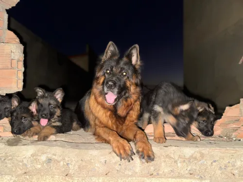 Berger allemand incliné