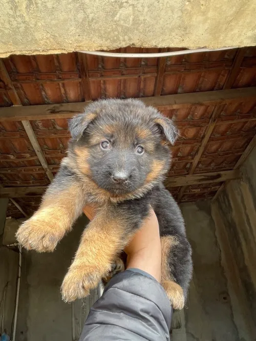 Les chiots berger allemand incliné