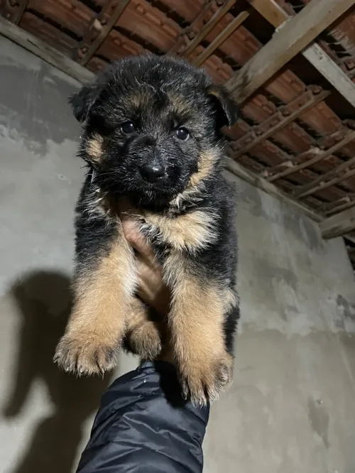 Berger allemand incliné