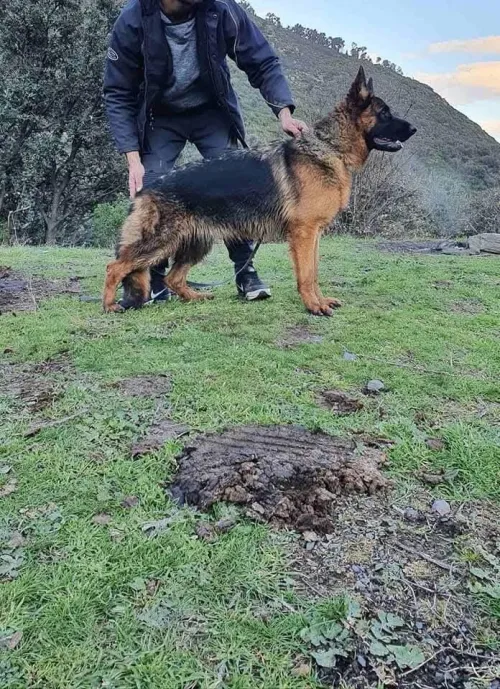 Chien berger allemand incliné