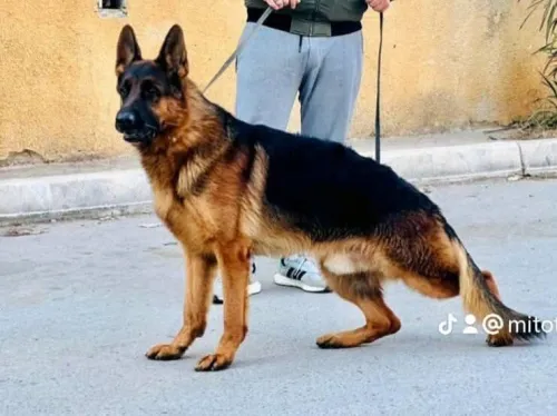 Chien berger allemand incliné