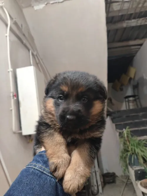 Chien berger allemand incliné