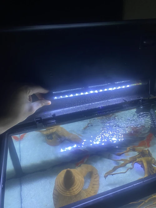 Aquarium complete avec poisson
