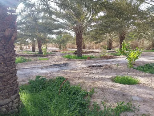 Vente Terrain Agricole Biskra Lioua