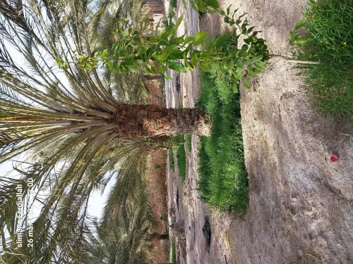 Vente Terrain Agricole Biskra Lioua