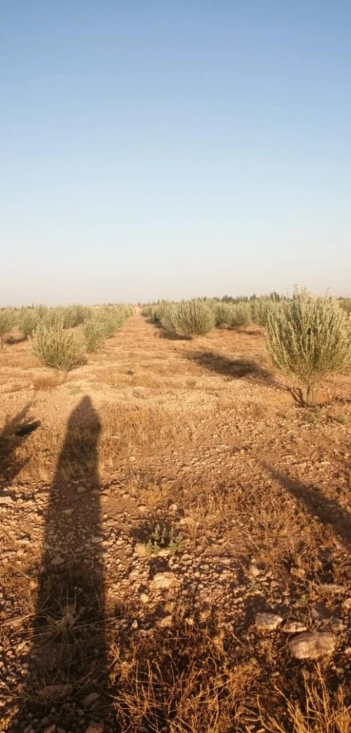 Vente Terrain Agricole Tiaret Rechaiga sebaine