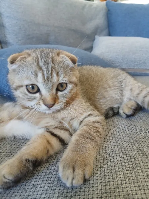 Magnifique chaton Scottish Fold tabby marron