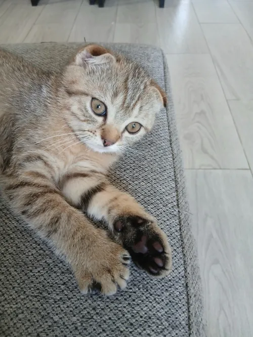 Scottish Fold mâle