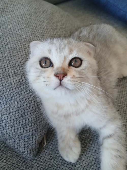 Magnifique Scottish Fold Silver aux tons chauds