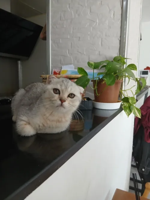 Scottish Fold Silver aux tons chauds, exceptionnel!