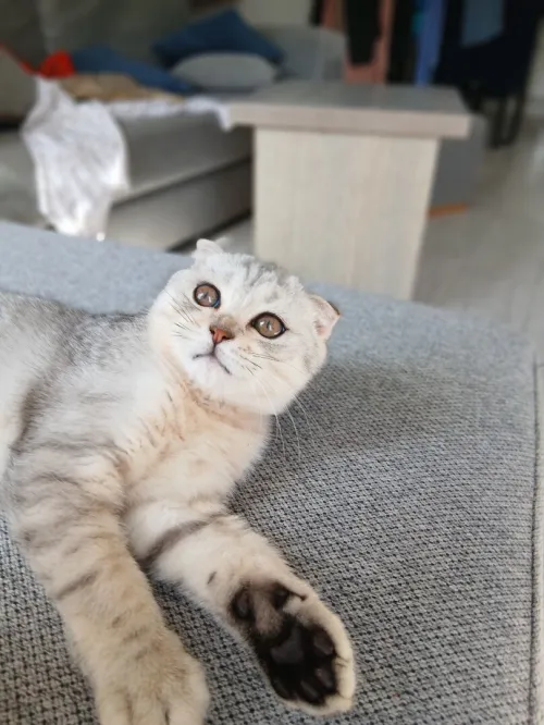 Scottish Fold Silver aux tons chauds, exceptionnel!