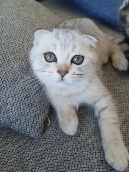 Magnifique Scottish Fold Silver aux tons chauds