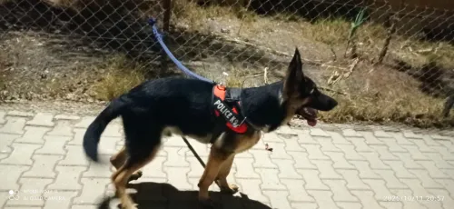 Chien berger allemand 