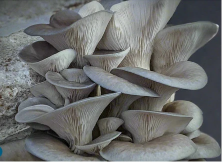MYCÉLIUM CHAMPIGNONS 