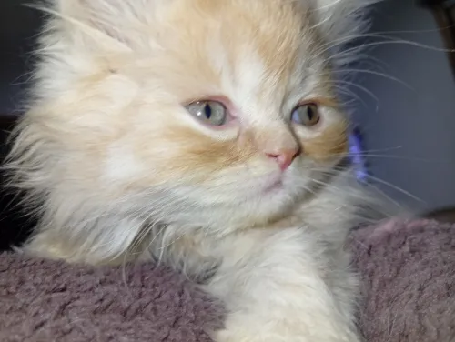 Chat persan