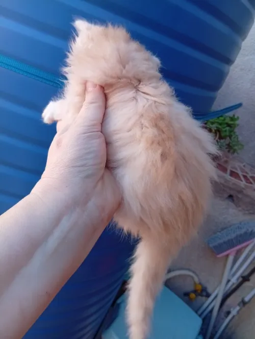 Chat persan