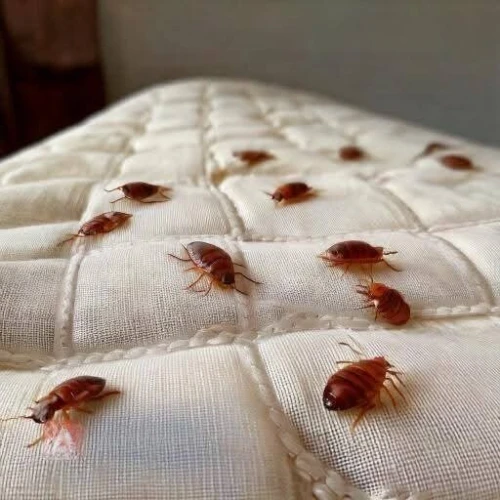 Punaise de lit 