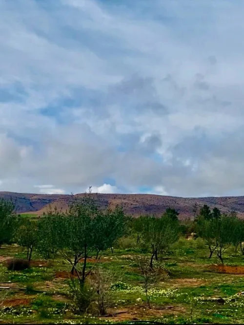 Vente Terrain Agricole Djelfa Hassi bahbah