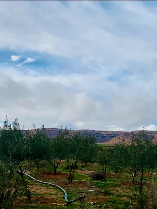 Vente Terrain Agricole Djelfa Hassi bahbah