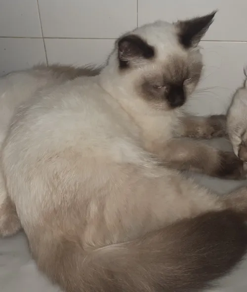 Chat mâle croisé persan