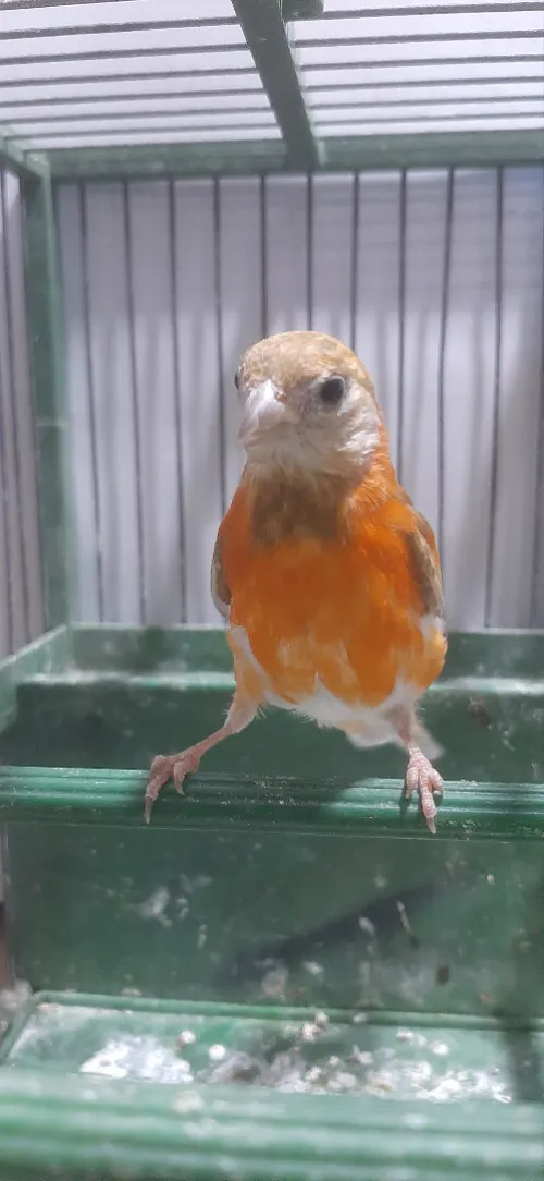Mâle tarin Venezuela mutation DD Wadjed