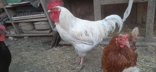 Deux Coq leghorn