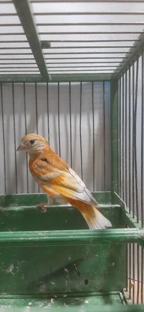 Mâle tarin Venezuela mutation DD Wadjed
