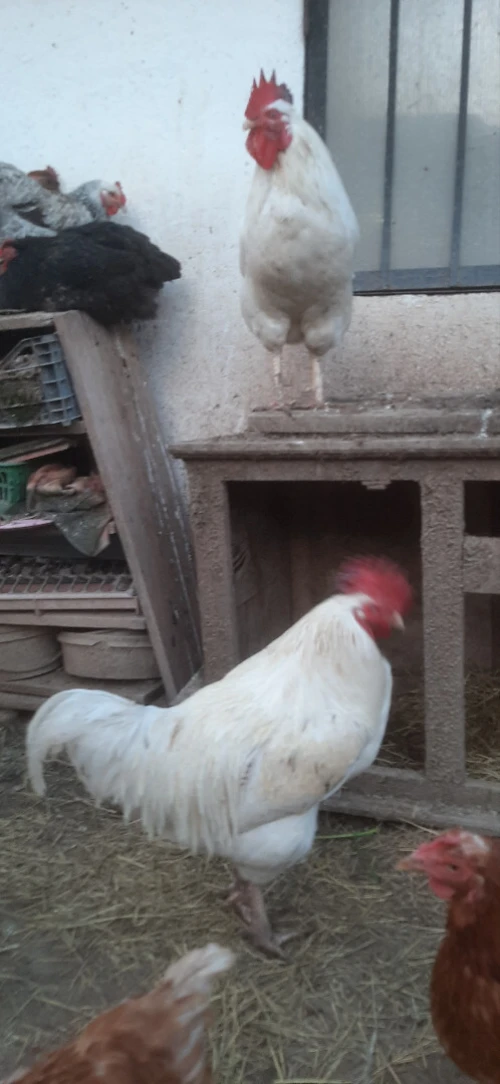 Deux Coq leghorn