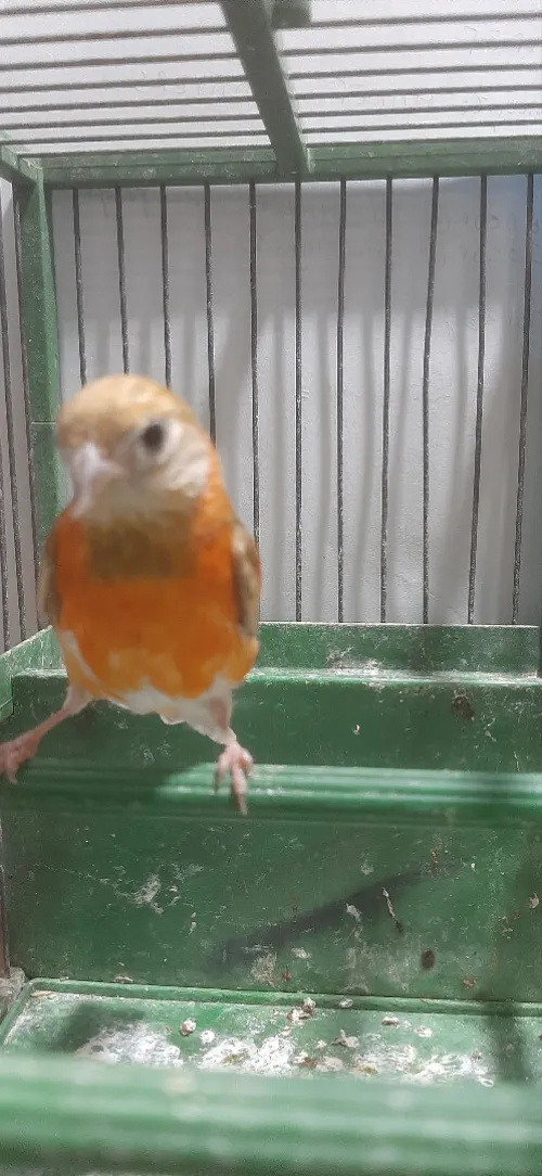Mâle tarin Venezuela mutation DD Wadjed
