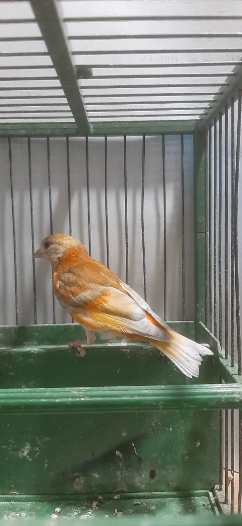 Mâle tarin Venezuela mutation DD Wadjed