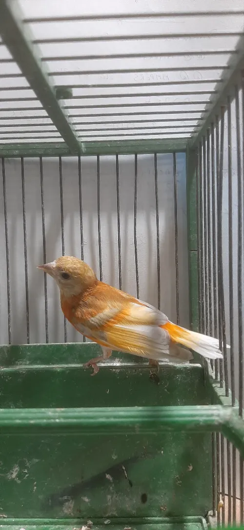 Mâle tarin Venezuela mutation DD Wadjed