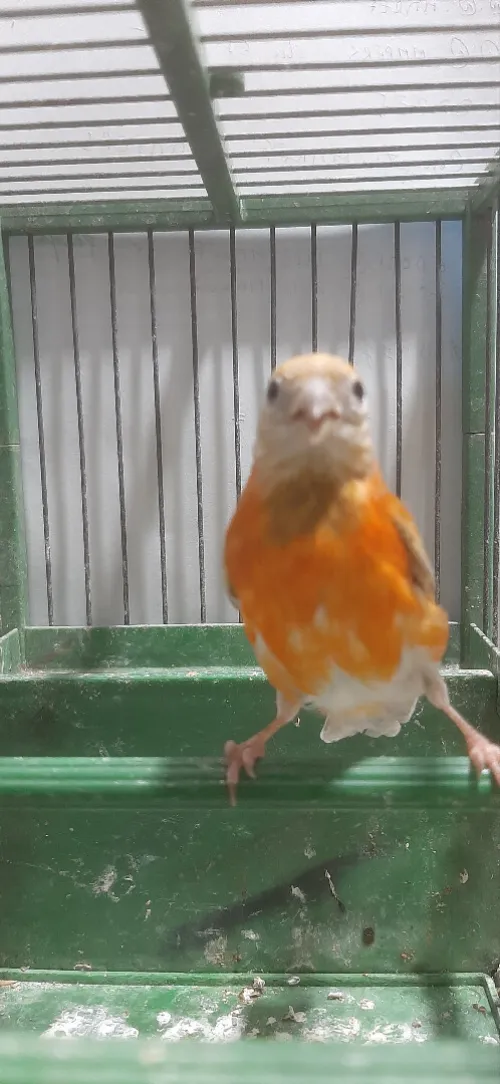 Mâle tarin Venezuela mutation DD Wadjed