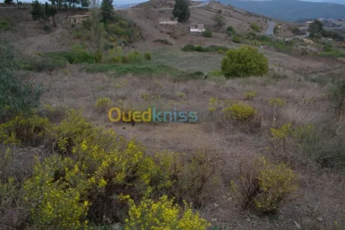 Location Terrain Blida Meftah