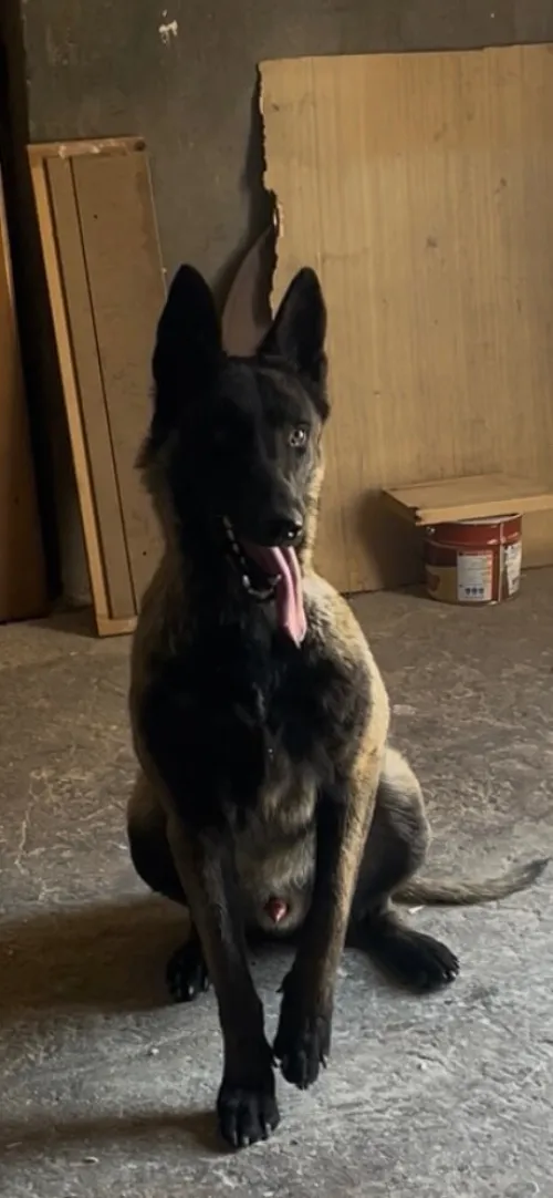 Malinois charbonie