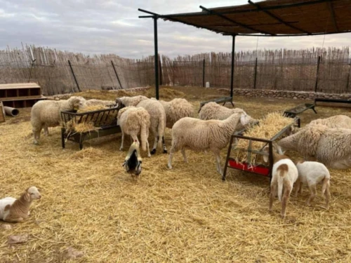 Vente Terrain Agricole Médéa Boughezoul