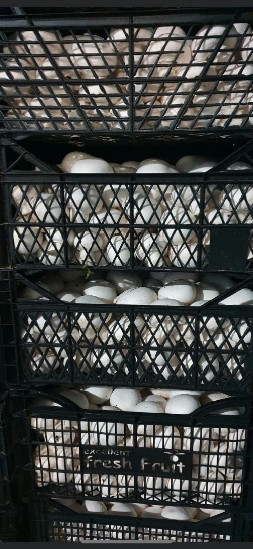 Champignons frais فطر