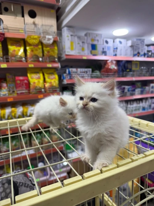 PERSAN chatons