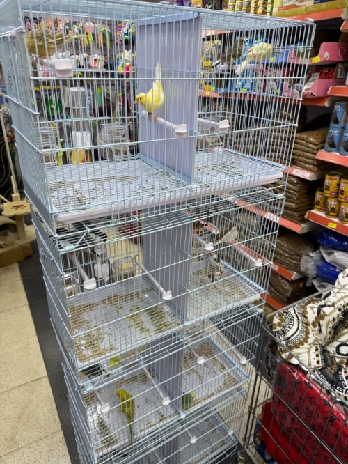Oiseaux et cages عصافير وأقفاص