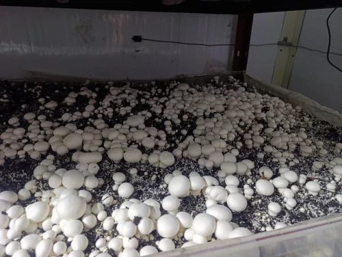 Champignon de paris