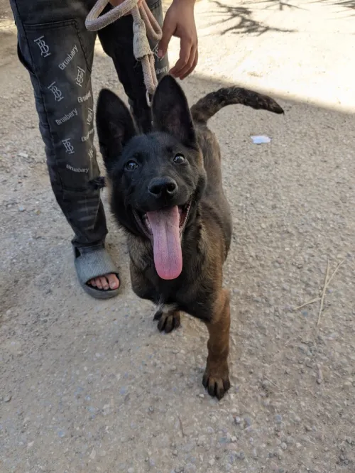 femelle malinois 3 mois