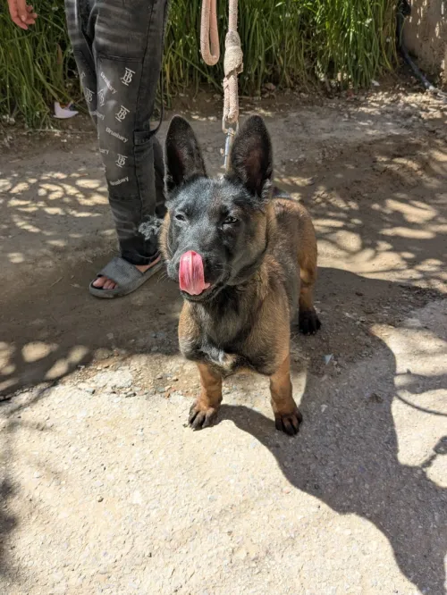 femelle malinois 3 mois