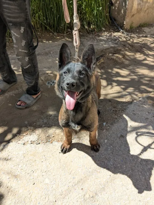 femelle malinois 3 mois