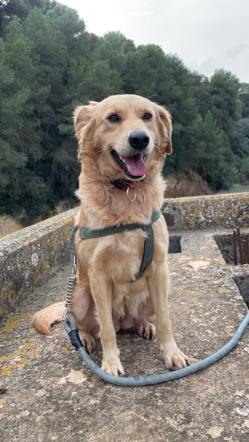 Golden retriver