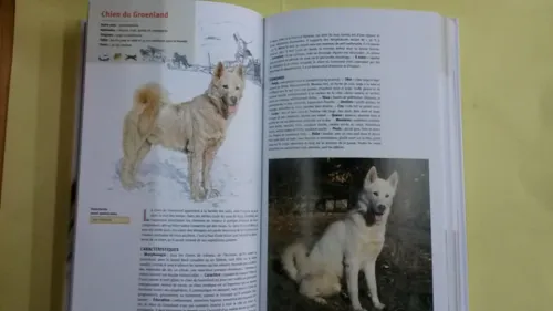 Guide des chiens 