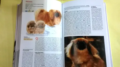 Guide des chiens 
