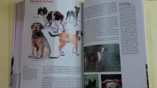 Guide des chiens 
