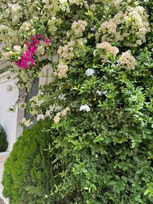 Vente Villa Alger Souidania