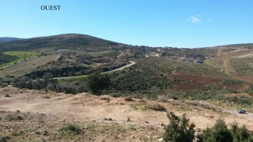 Vente Terrain Tlemcen Mansourah