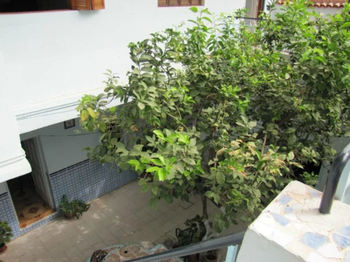 Vente Villa Blida Blida